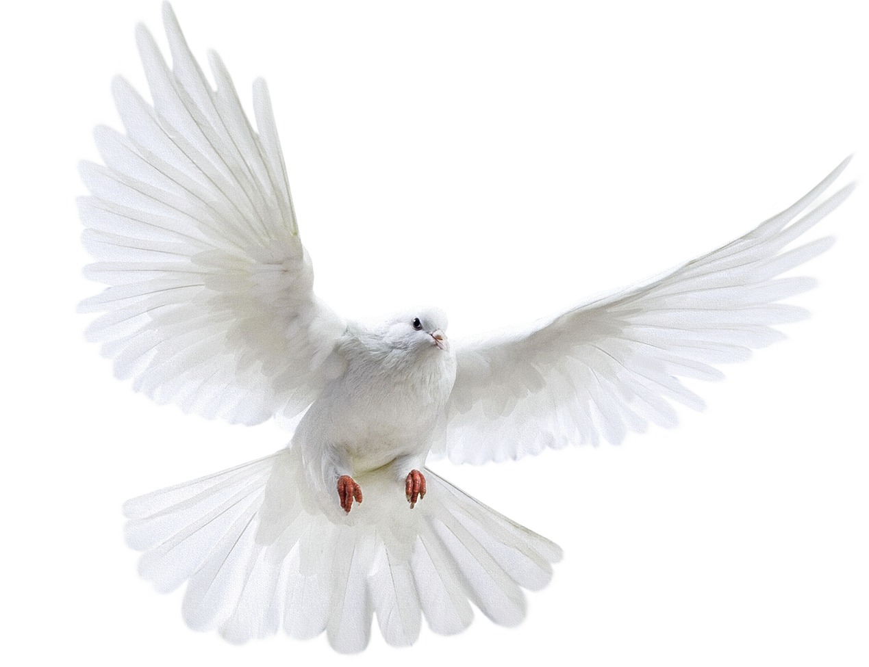 Dove and Unicorn